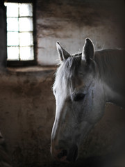 Portrait of a horse near the window in the stall. 