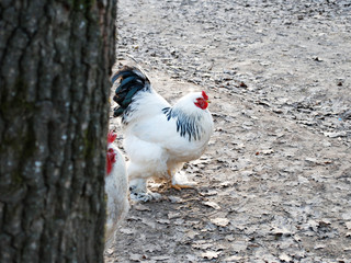 white rooster walking around the farm