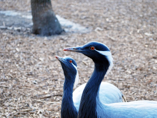 Gray crane. Portrait at close range