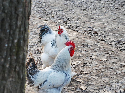 white Roosters walking around the farm