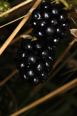 Blackberry fruits, Rubus sectio Rubus, Wild Fruits, Thuringia, Germany, Europe