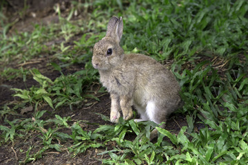 Naklejka na ściany i meble Little rabbit on green grass in summer day