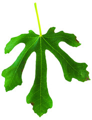 Fig (Ficus carica, common fig) leaf isolated on white background