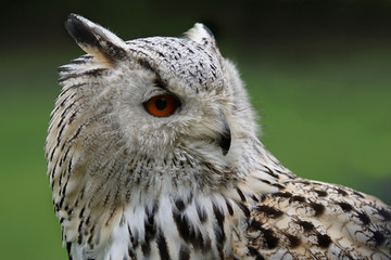 Big owl