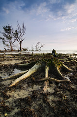 Beautiful tropical nature, mangrove stump during low tide water on muddy beach
