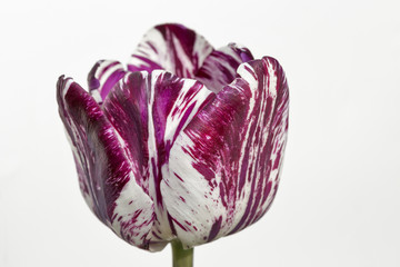 Obraz premium Beautiful stripped violet white tulip closeup