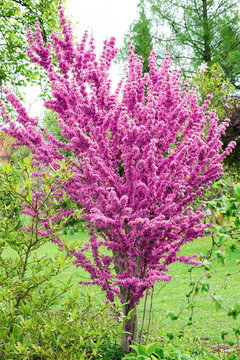 Cercis chinensis `Avondale&acute;-Chinesischer Judasbaum