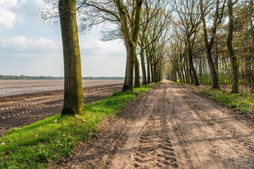 Fototapeta premium Seemingly endless dirt road with tire tracks and rows of trees on both sides