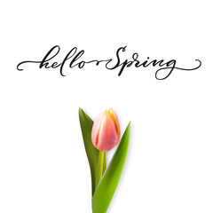 Hello spring hand lettering on white background with realistic beautiful tulip flower. Vector season illustration.