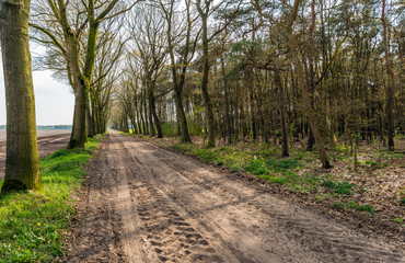 Seemingly endless dirt road with tire tracks and rows of trees on both sides