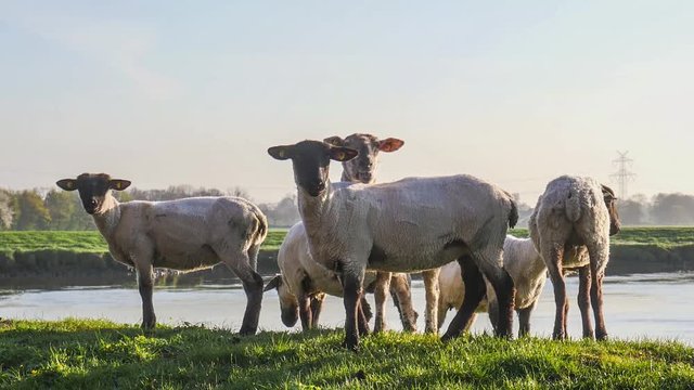 Schafe auf dem Deich an der J&uuml;mme im Landkreis Leer Ostfriesland