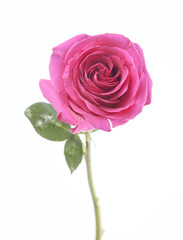 pink rose flower on white background