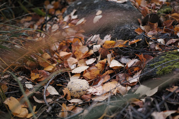 Fallen yellow leaves in autumn forest.