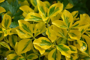 feuilles