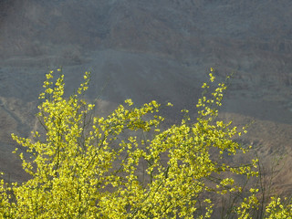 In the vicinity of the Dead Sea