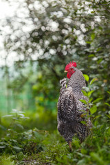 Motley rooster on a background of green plants.