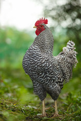 Motley rooster on a background of green plants.