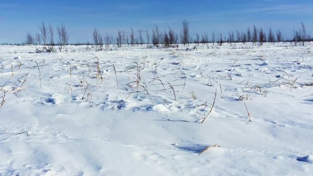 Arctic tundra landscape