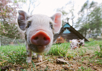 Hogs on the Range © Will