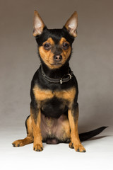 Portrait of a Toy Terrier dog on a gray background