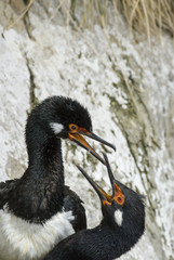 Rock Shag in Falkland Islands.