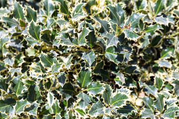 Ilex aquifolium Silver Queen