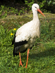 White Stork Portrait