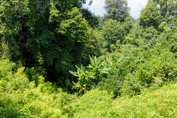 Banana palms in the rainforest
