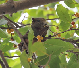 squirrel eat fruit