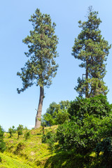 Pine forest in a sunny day