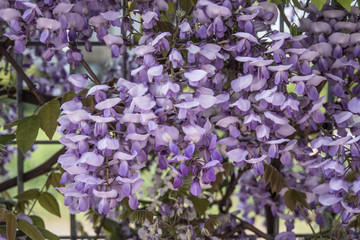 Obraz premium Wisteria Nutt - Glicine