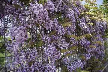 Wisteria Nutt - Glicine