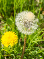 Vorher Nachher Löwenzahn/Pusteblume