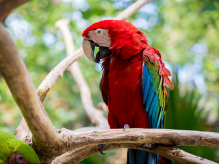 Colorful Macaw Bird