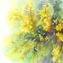 Fototapeta na wymiar forsythia yellow flowers watercolor background