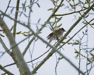 bird in a tree