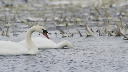 Fototapeta premium Swans