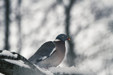 dove