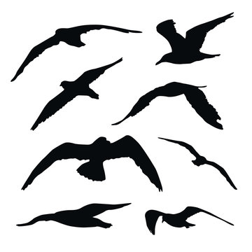 Set of flying seagull silhouettes isolated on white background