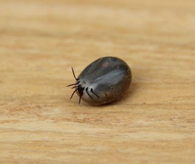 vollgesaugte Zecke auf holz