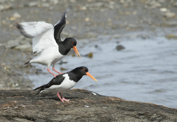 Oystercatcher