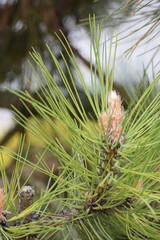 Spring. There was the first bright green needles and small young cones on a pine branch. Pine trees wearing their bright green spring attire.