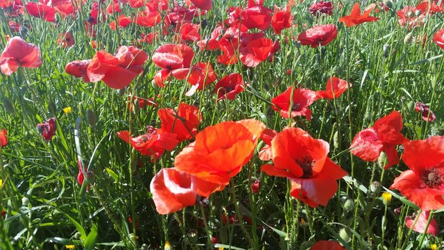 Ampollas rojas en un campo verde