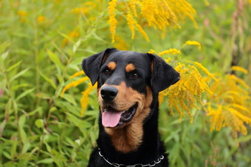 Hund/Mischling