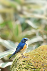 Obraz premium ルリビタキの雄