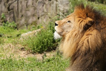 ライオン