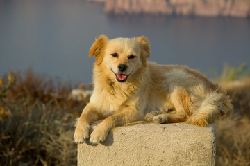 Greece Dog