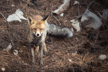 Astuto zorro de frente en el Parque Natural de Sierra Cazorla