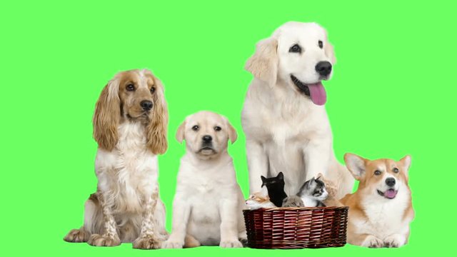 Funny dogs and basket with kittens on green screen
