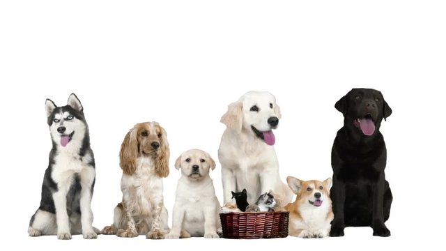 pets on white background